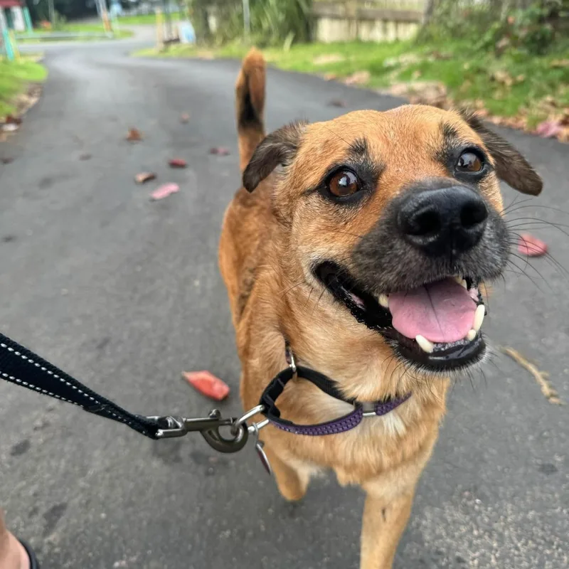 An adult medium-sized male Brown / Chocolate Mixed Breed dog named Buster for adoption in Bayamon, PR