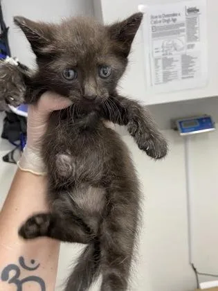 A baby small-sized female Domestic Short Hair cat named Sabrina for adoption in West Chester, PA