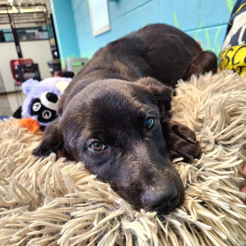 A baby small-sized male Labrador Retriever dog named Rockstar Pup: Mick for adoption in Falls Church, VA
