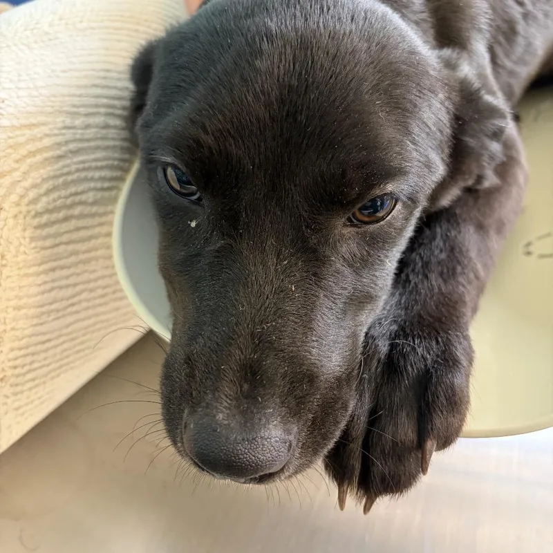 Rockstar Pup: Mick thumbnail 2