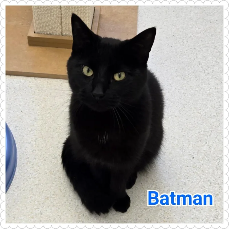 A young medium-sized male Domestic Short Hair cat named Batman for adoption in North Saint Paul, MN