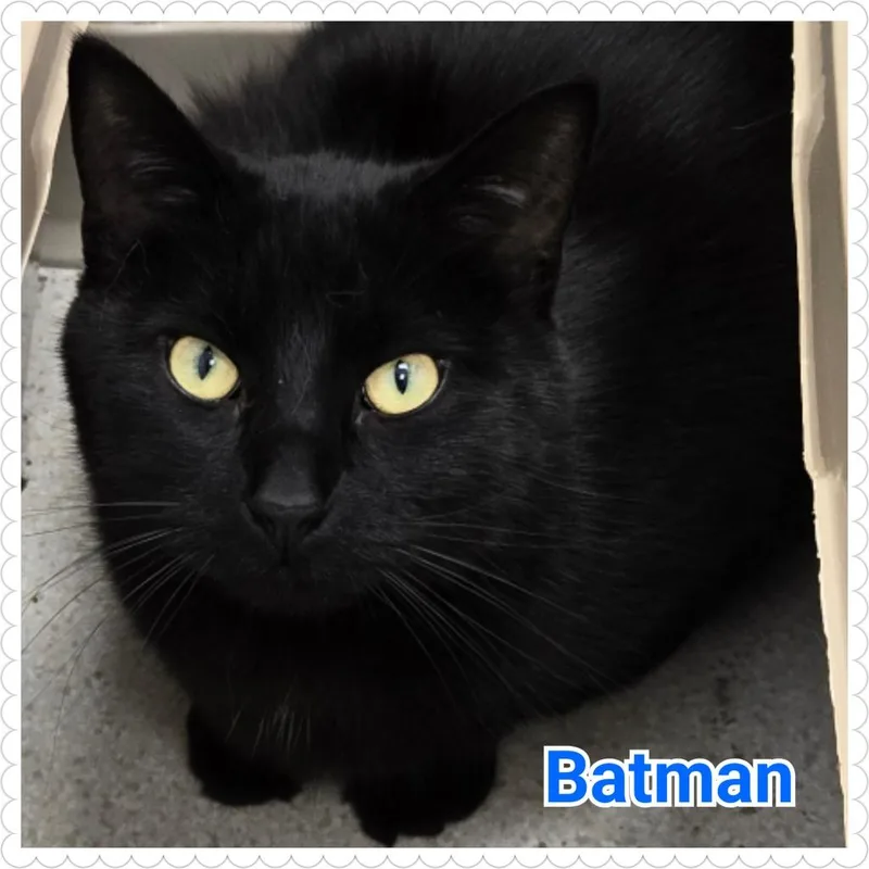 Batman thumbnail 2