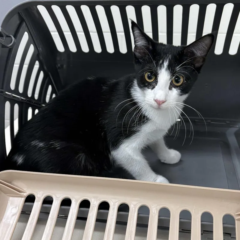 A baby medium-sized male Black Domestic Short Hair cat named Mr. Handsome for adoption in Beaumont, TX