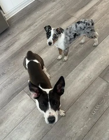 Cecilia!! You're Breakin' My thumbnail 2