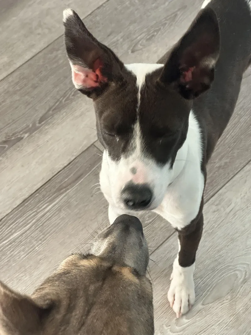 Cecilia!! You're Breakin' My