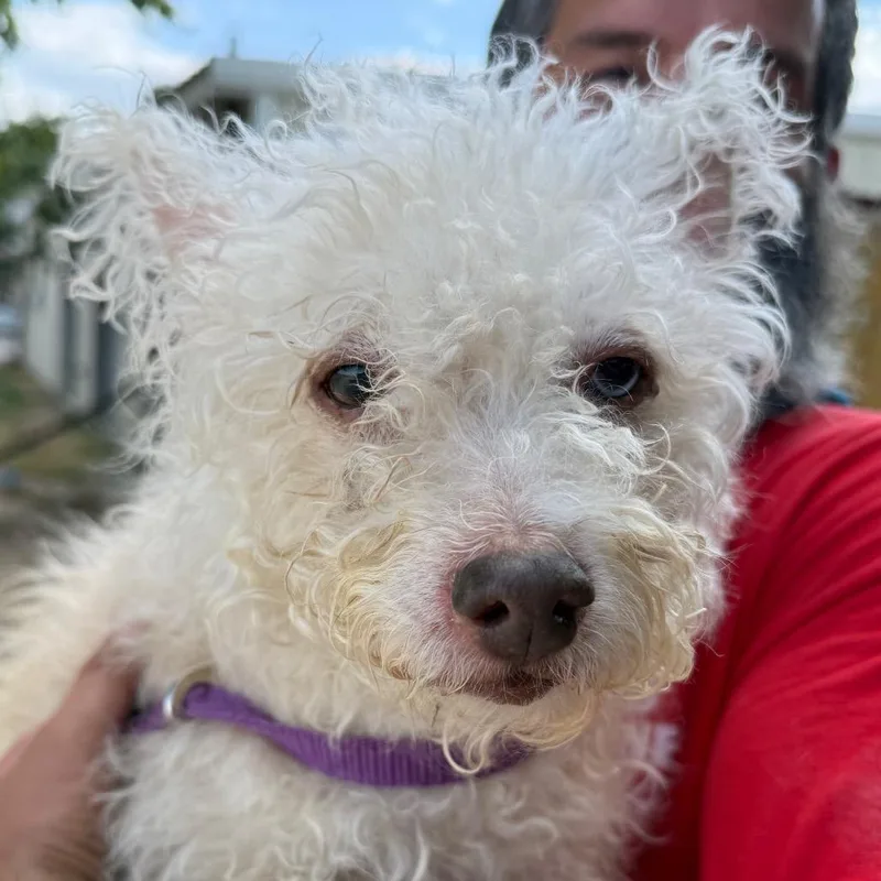 A senior small-sized female White / Cream Mixed Breed dog named Wyla for adoption in Leander, TX