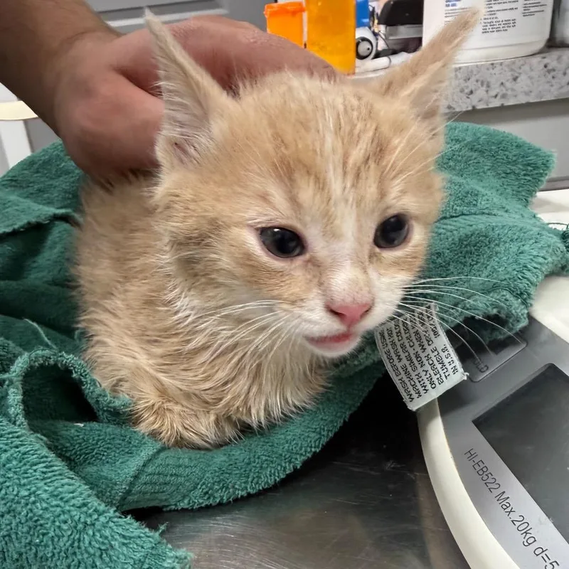 A baby small-sized male Buff / Tan / Fawn Domestic Long Hair cat named Gatekeeper for adoption in Normal, IL