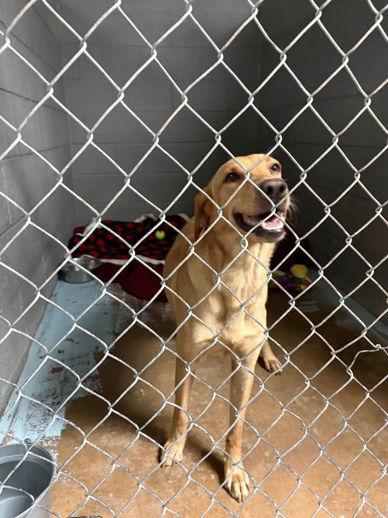 An adult medium-sized female Labrador Retriever dog named Marigold for adoption in Ada, OK