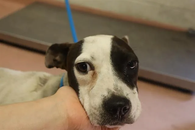 A young small-sized female Mixed Breed dog named Merida for adoption in Columbia, SC