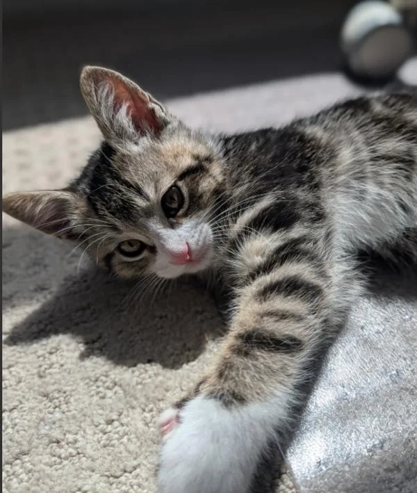 A baby small-sized male Domestic Short Hair cat named Cedar for adoption in Vancouver, WA