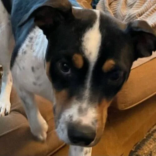 Princess Sadie thumbnail 4