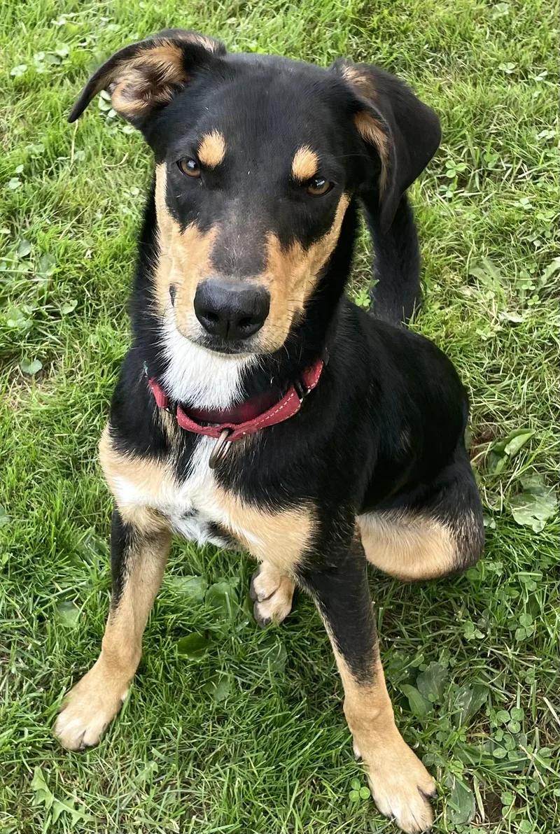 An adult medium-sized male Australian Shepherd dog named Dobbie for adoption in Salem, OH
