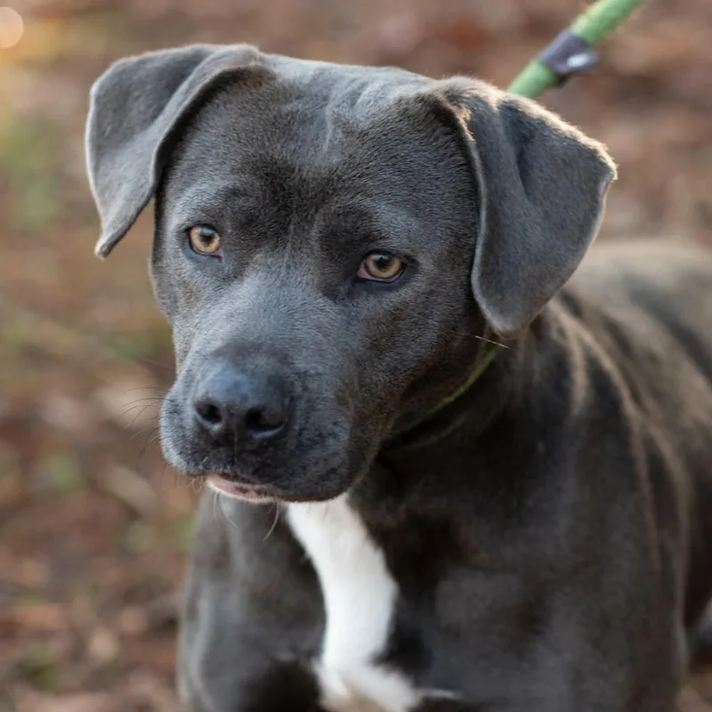 An adult medium-sized female Gray / Blue / Silver Terrier dog named Marla for adoption in Bartlett, TN