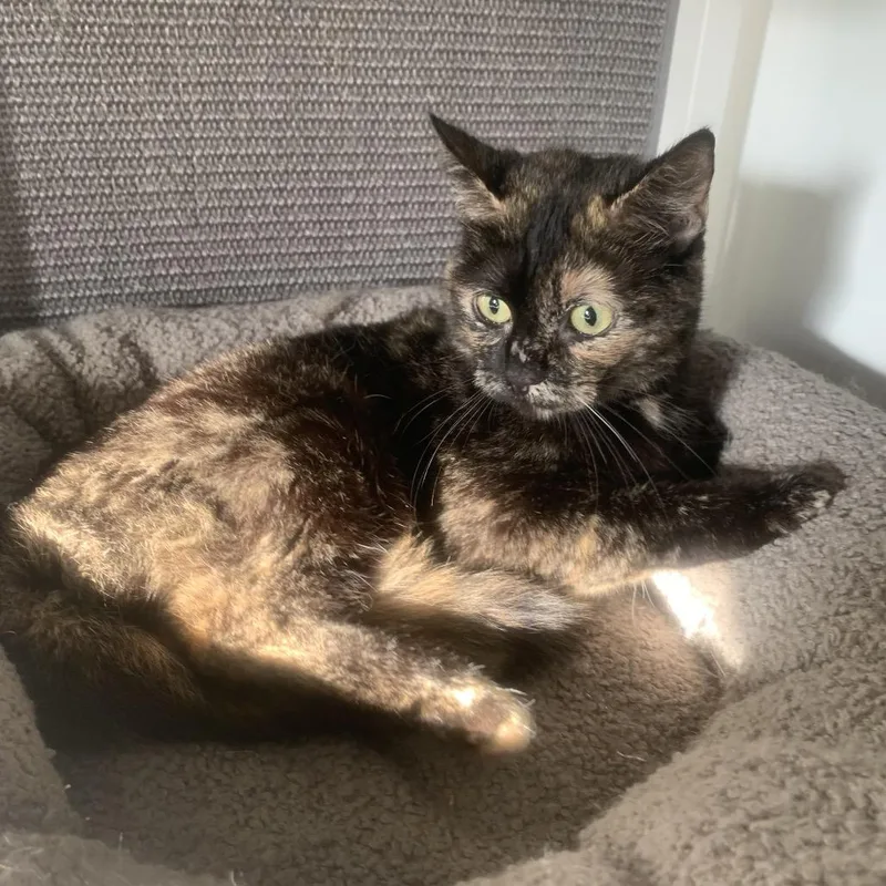 A young medium-sized female Tortoiseshell Domestic Short Hair cat named Fizzy Soda Pop for adoption in Fredericksburg, VA