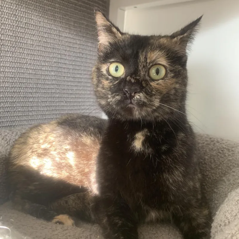 Fizzy Soda Pop thumbnail 2