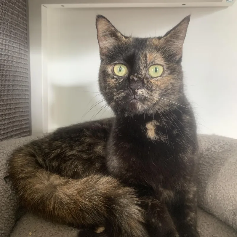 Fizzy Soda Pop thumbnail 3