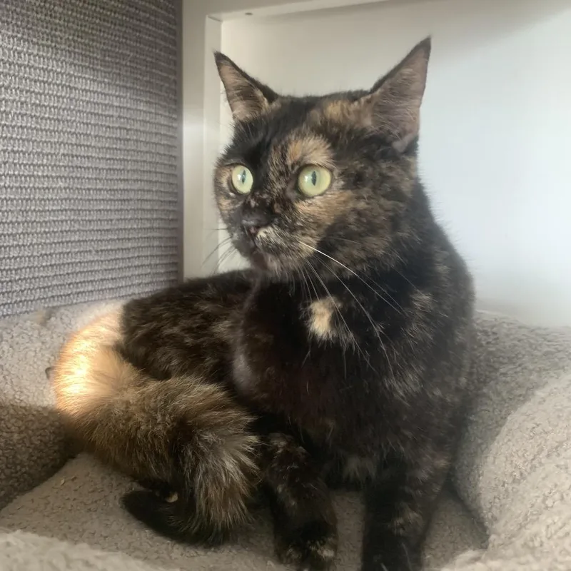 Fizzy Soda Pop thumbnail 4