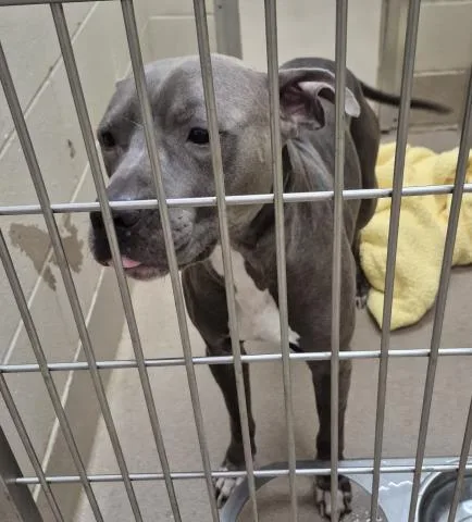 An adult medium-sized male Pit Bull Terrier dog named Spiderman for adoption in Decatur, IL