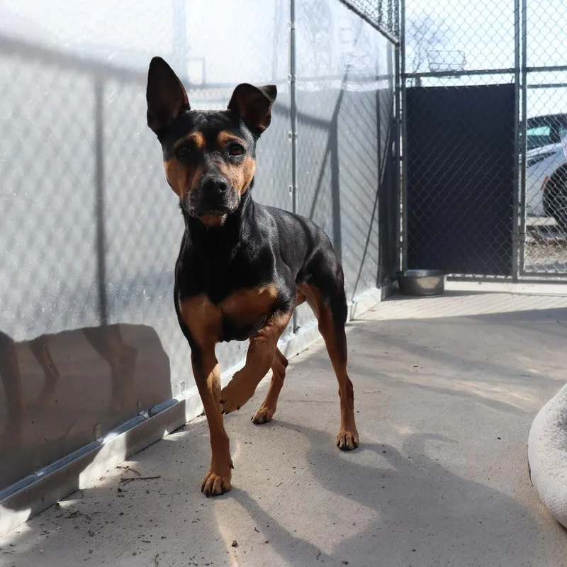An adult medium-sized female Black German Pinscher dog named Harley for adoption in Springfield, IL