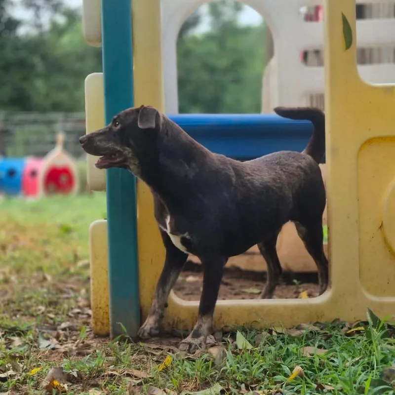 A young medium-sized female Brown / Chocolate Terrier dog named Rootbeer for adoption in Dover, AR