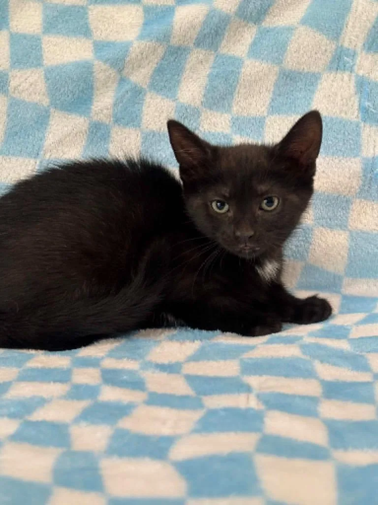 A baby small-sized male Domestic Short Hair cat named Clark for adoption in Warrenton, NC