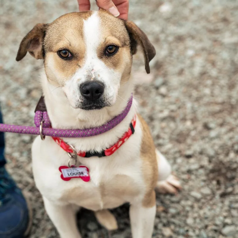 A young medium-sized female White / Cream Labrador Retriever dog named Louise for adoption in Wake Forest, NC