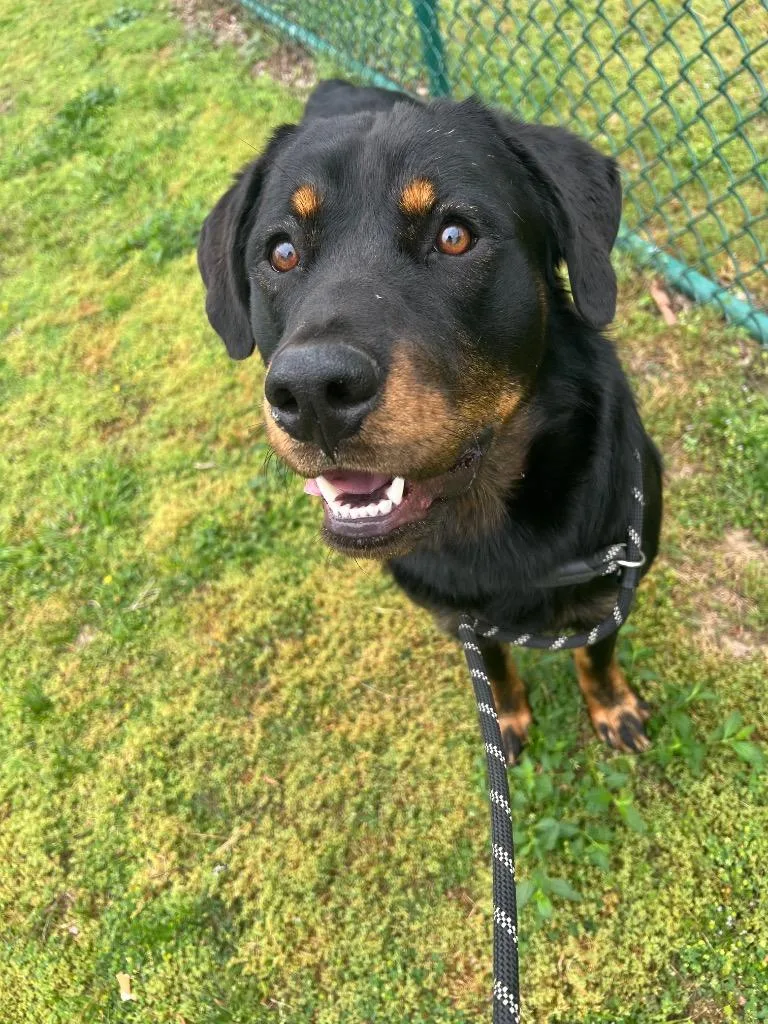 A young large-sized male Rottweiler dog named Zeke for adoption in Little Rock, AR