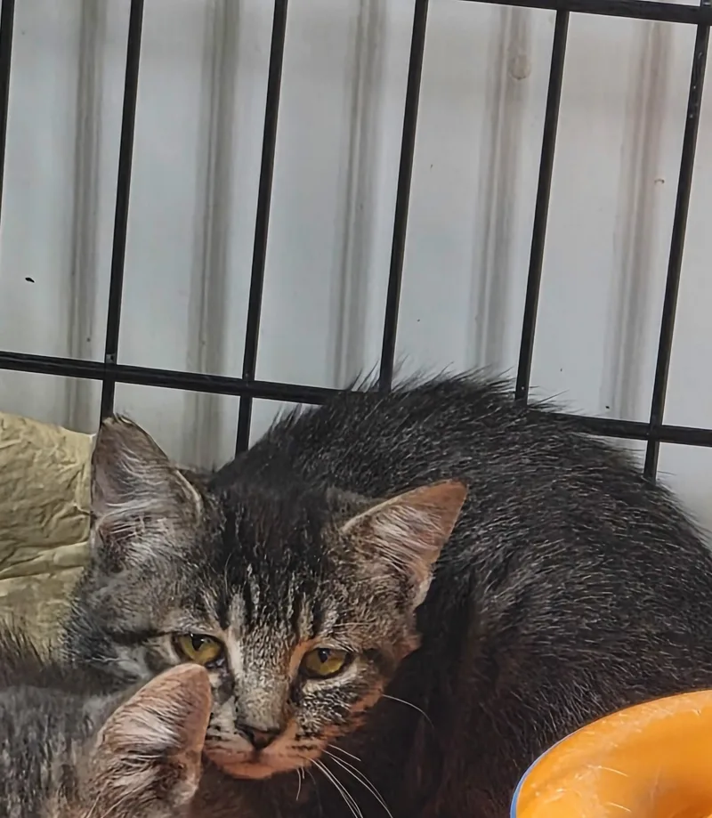 A baby medium-sized female Domestic Short Hair cat named Marigold for adoption in Greeley, CO