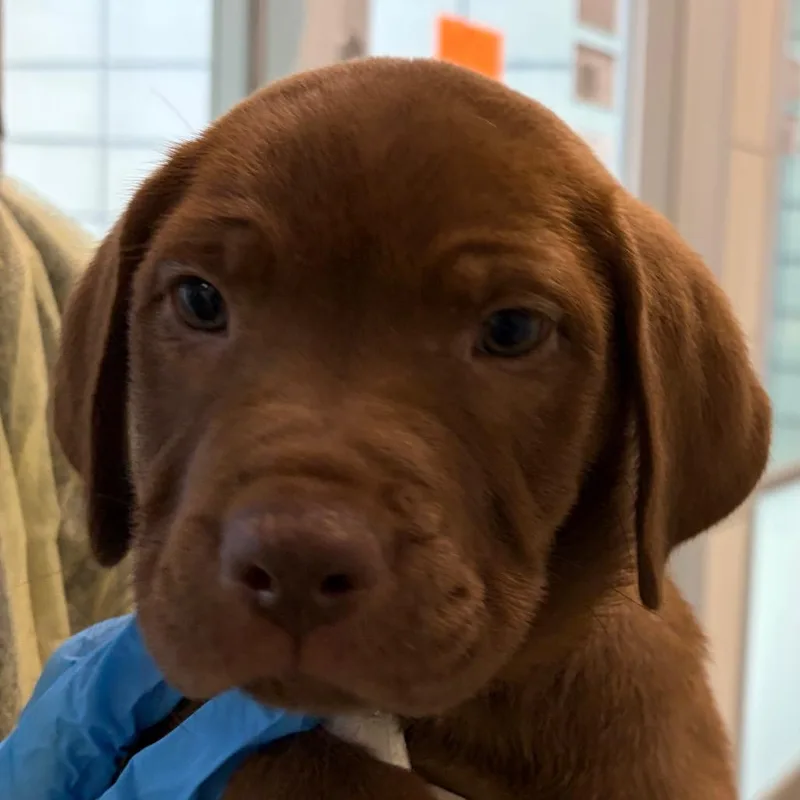 A baby small-sized female Brown / Chocolate Mixed Breed dog named Meg for adoption in Middletown, RI
