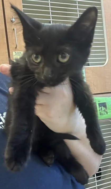 A baby medium-sized female Domestic Short Hair cat named Fortune for adoption in Chamblee, GA