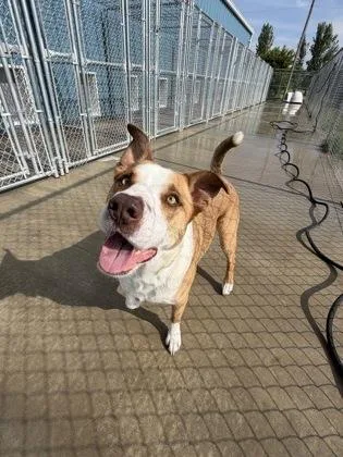 An adult large-sized male Border Collie dog named Notzu for adoption in Aberdeen, SD