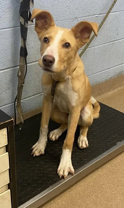 A young medium-sized male Mixed Breed dog named Frizz for adoption in Chamblee, GA