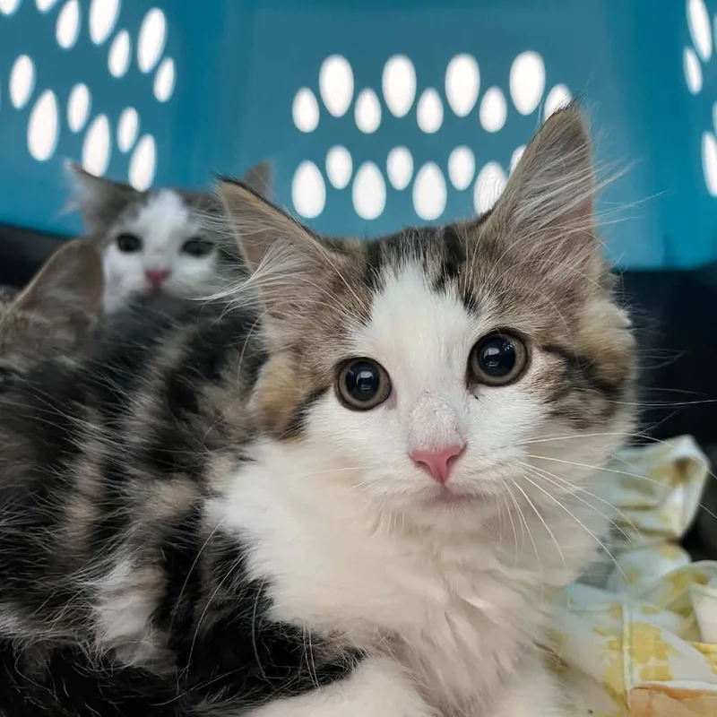 A baby small-sized female Domestic Medium Hair cat named Read My Lips for adoption in Fredericksburg, VA