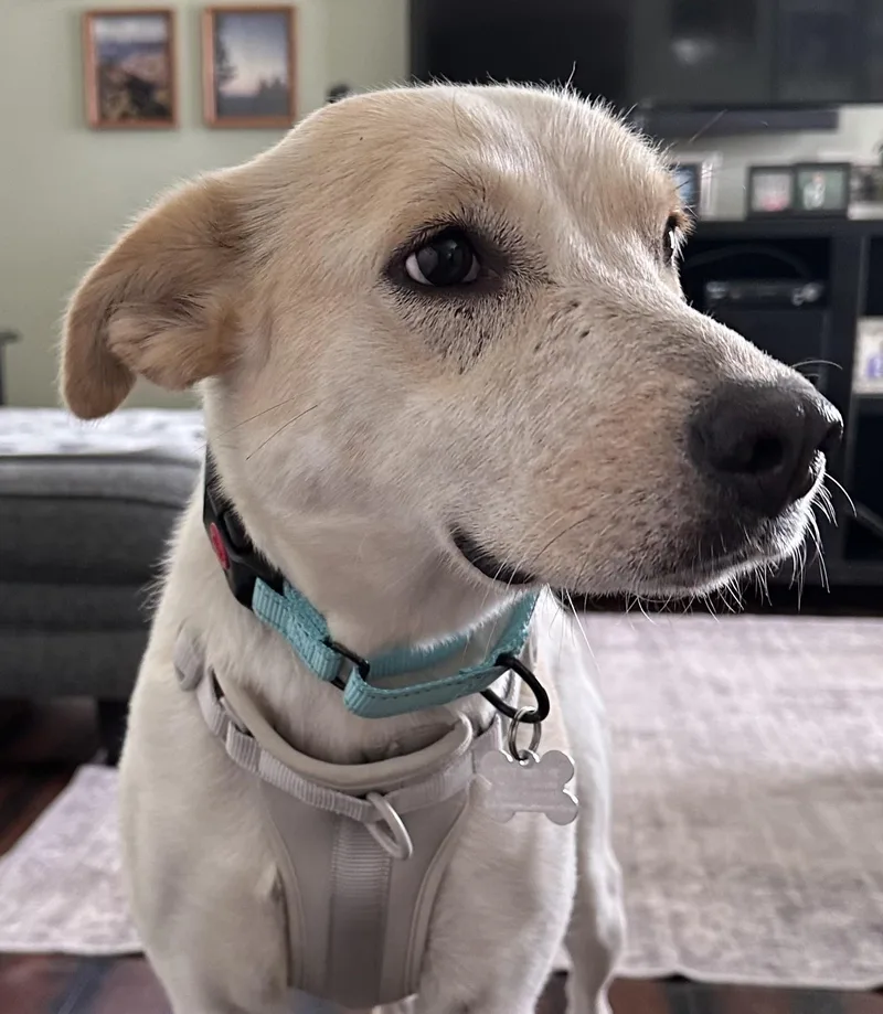 A young medium-sized female Retriever dog named Nutella for adoption in Palatine, IL