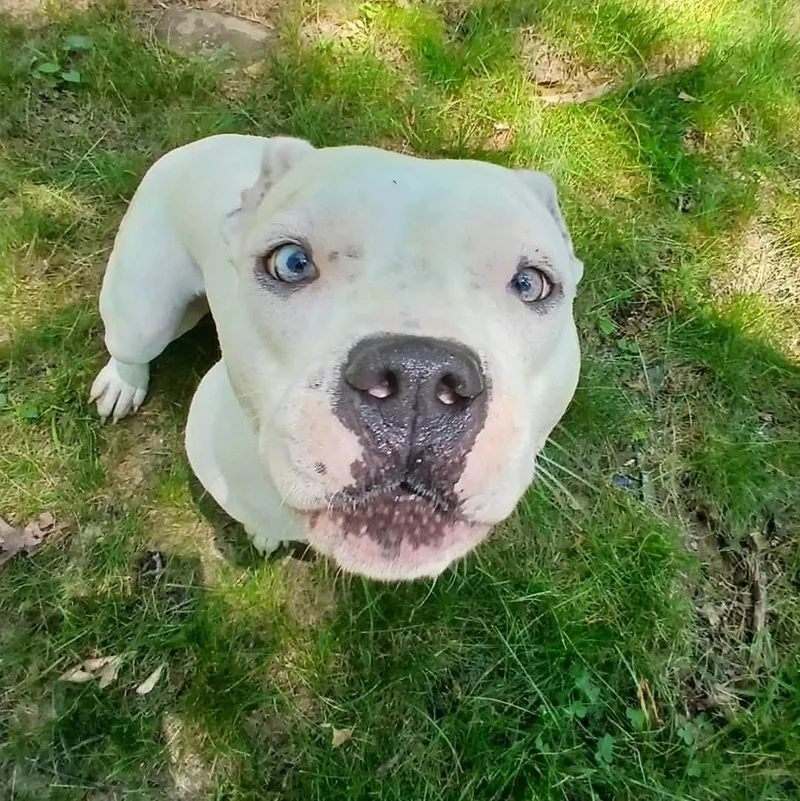An adult medium-sized female White / Cream American Bulldog dog named Magdalena for adoption in Saugerties, NY