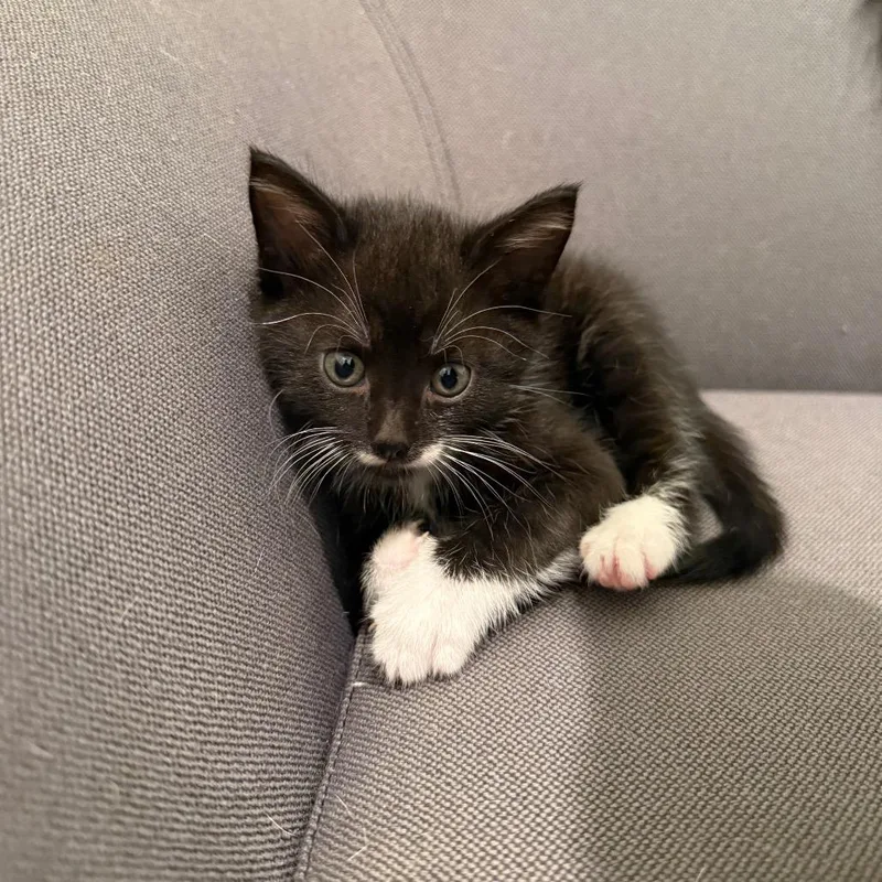 A baby medium-sized male Domestic Short Hair cat named Bbq for adoption in Evanston, IL