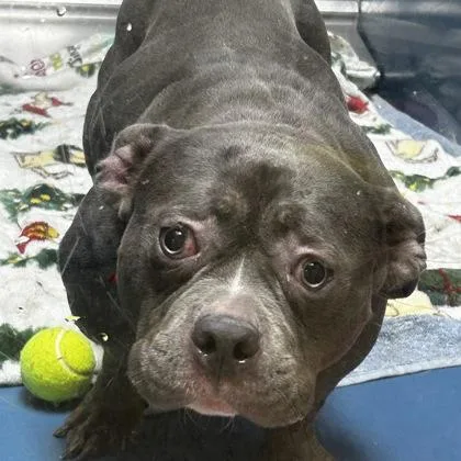 An adult medium-sized female Mixed Breed dog named Cece for adoption in Merriam, KS
