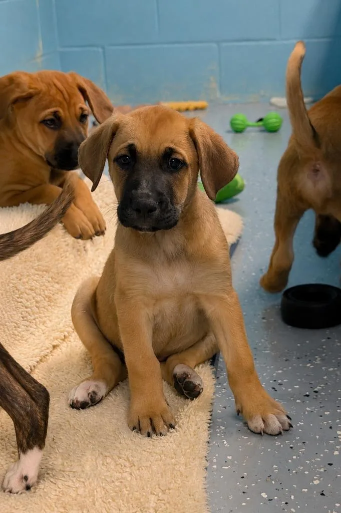 A baby medium-sized male Boxer dog named Milo for adoption in Seven Points, TX