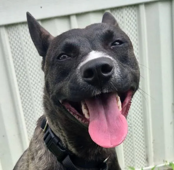 A young medium-sized male Brown / Chocolate Australian Kelpie dog named Neo for adoption in Kansas City, KS