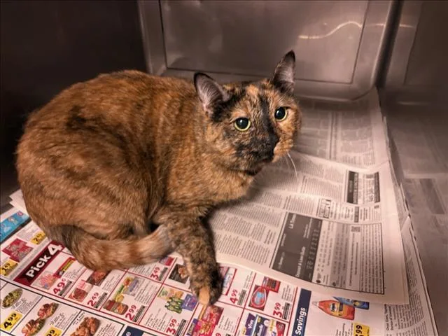 An adult medium-sized female Domestic Short Hair cat named Coco for adoption in Chatsworth, CA