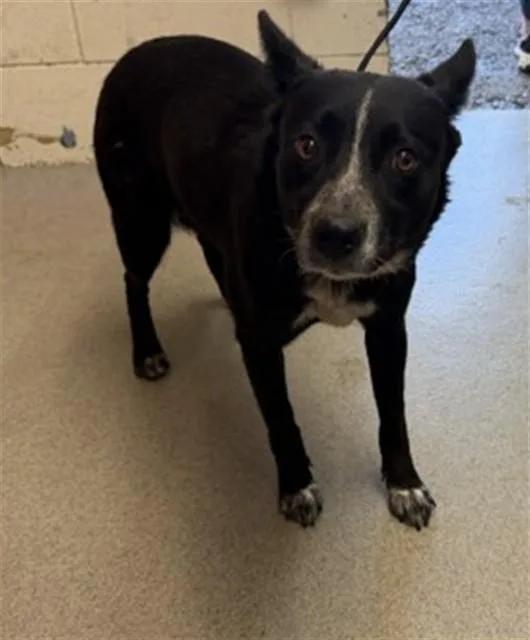 A young medium-sized female Border Collie dog named Negra for adoption in San Bernardino, CA