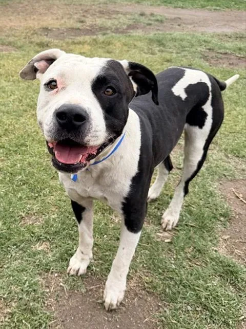 An adult large-sized male Pit Bull Terrier dog named Torro for adoption in Riverside, CA