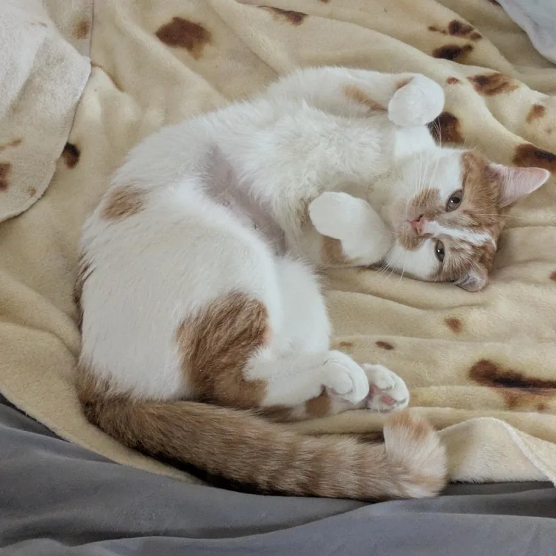 Twinkie thumbnail 6