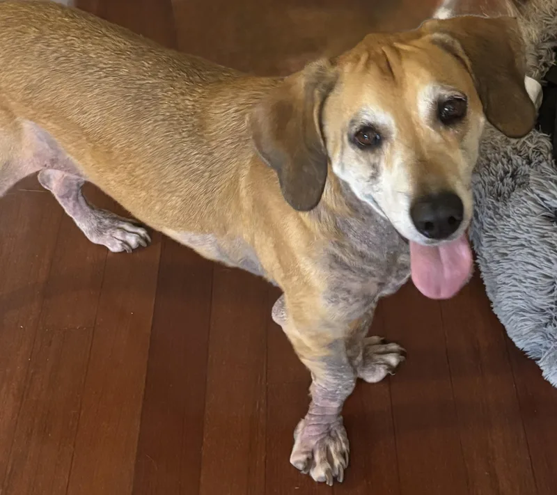 An adult medium-sized male Golden Basset Hound dog named Anchor for adoption in Auburndale, FL