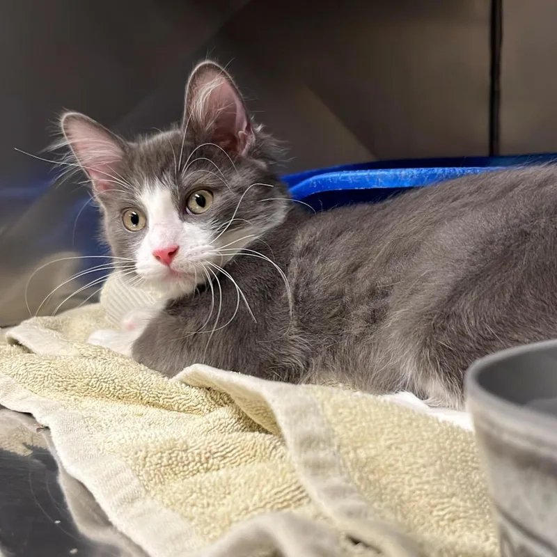 A young medium-sized male Gray / Blue / Silver Domestic Medium Hair cat named Frostbite for adoption in Lake Panasoffkee, FL