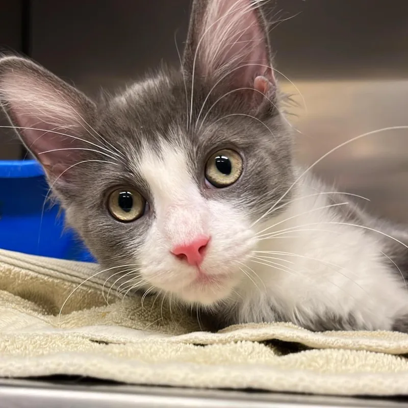 Frostbite thumbnail 3