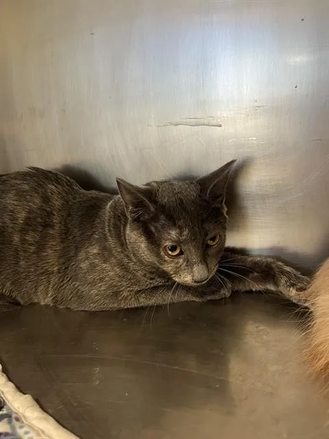 A baby small-sized female Domestic Short Hair cat named Lolly A for adoption in San Andreas, CA