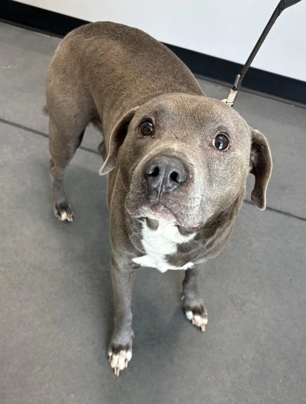 An adult large-sized male Pit Bull Terrier dog named Pen  Stone for adoption in Lawrenceville, GA