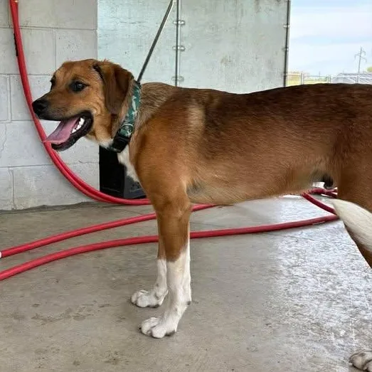A baby medium-sized male Red / Chestnut / Orange Mountain Cur dog named Odell for adoption in Bardstown, KY