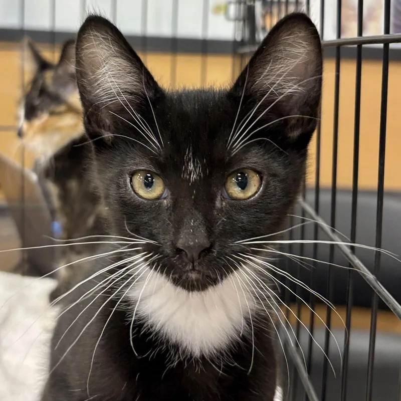 A baby medium-sized male Domestic Short Hair cat named Fletcher for adoption in Sonora, CA